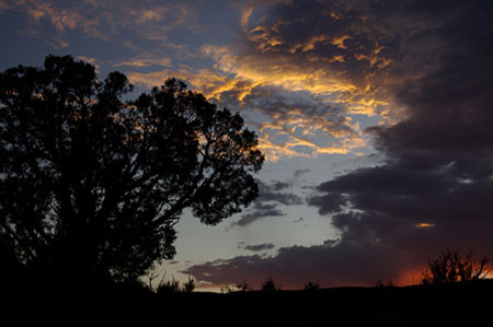 Photo of Juniper Silhouette at sunset